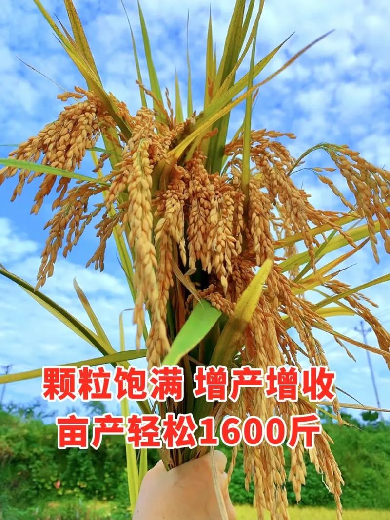 稻黄金2号高产种植技术全解析 从选种到收获的实战指南
