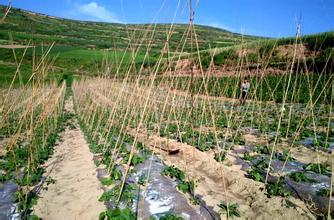 大棚种植什么蔬菜最适合？成本小、风险小、效益高的作物选择指南
