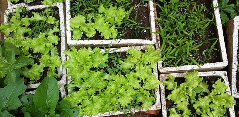农作物种植时间表与各类农产品种植技术及管理要点