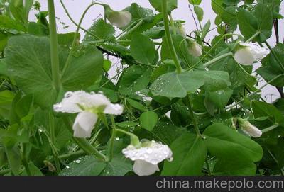 万全农业 天然种植蚕豆，量大从优的粮油作物之选