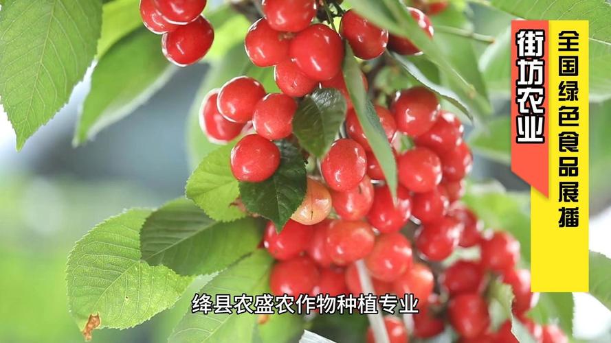 绿色食品认证引领绛县农盛合作社樱桃产业高质量发展